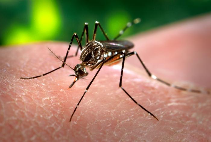 Mosquito close-up