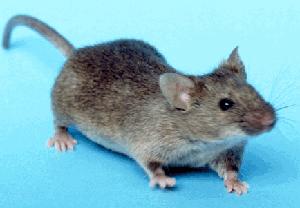 Mouse rodent