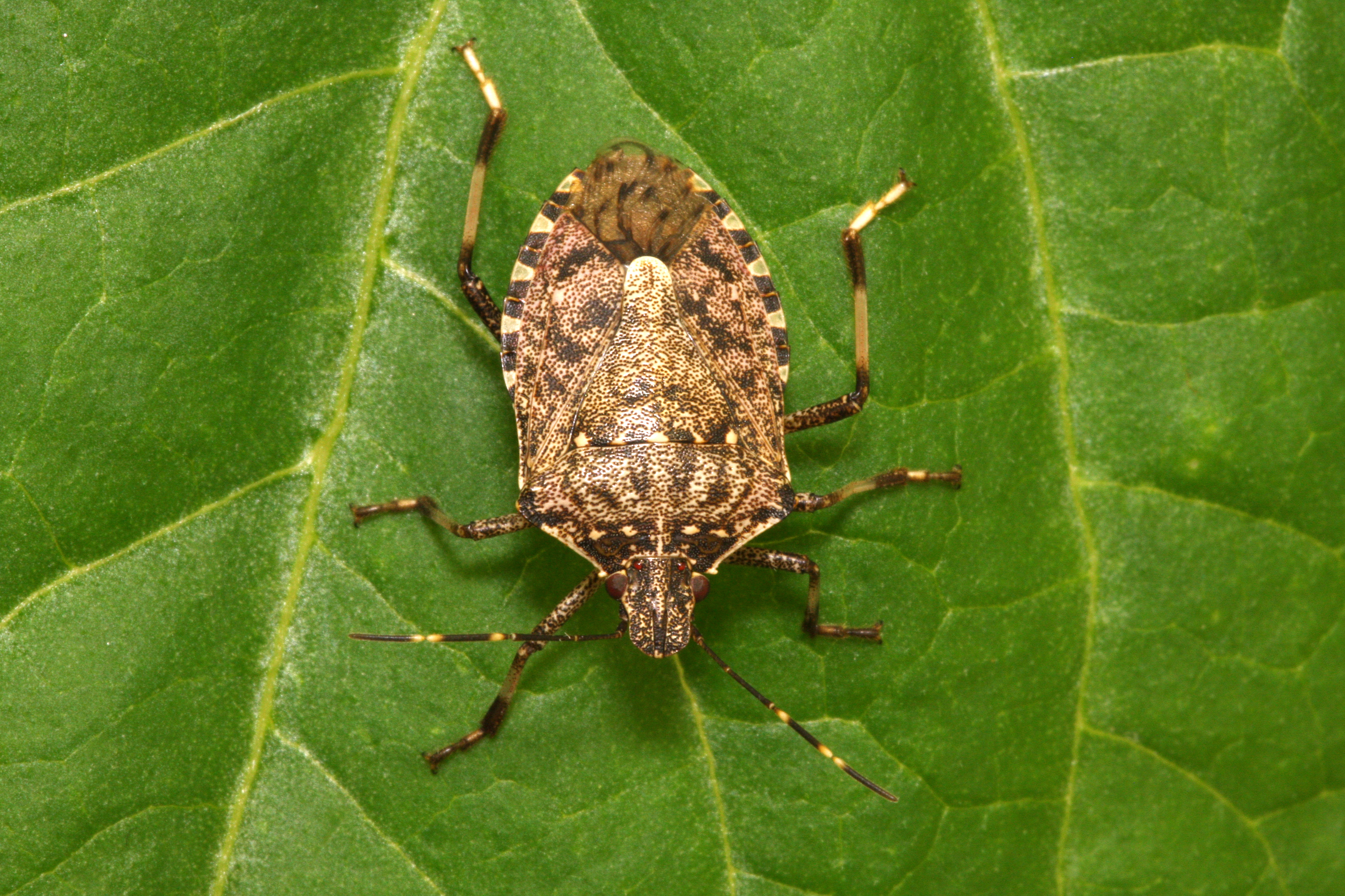Stink bug
