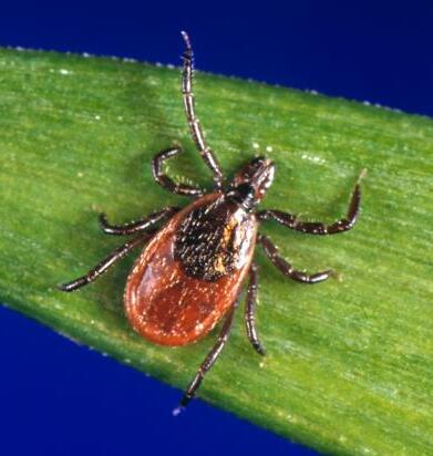 Tick close-up