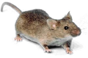 Rodent