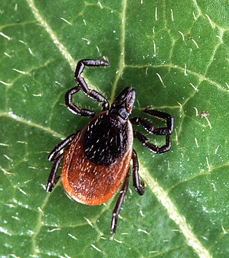 Tick